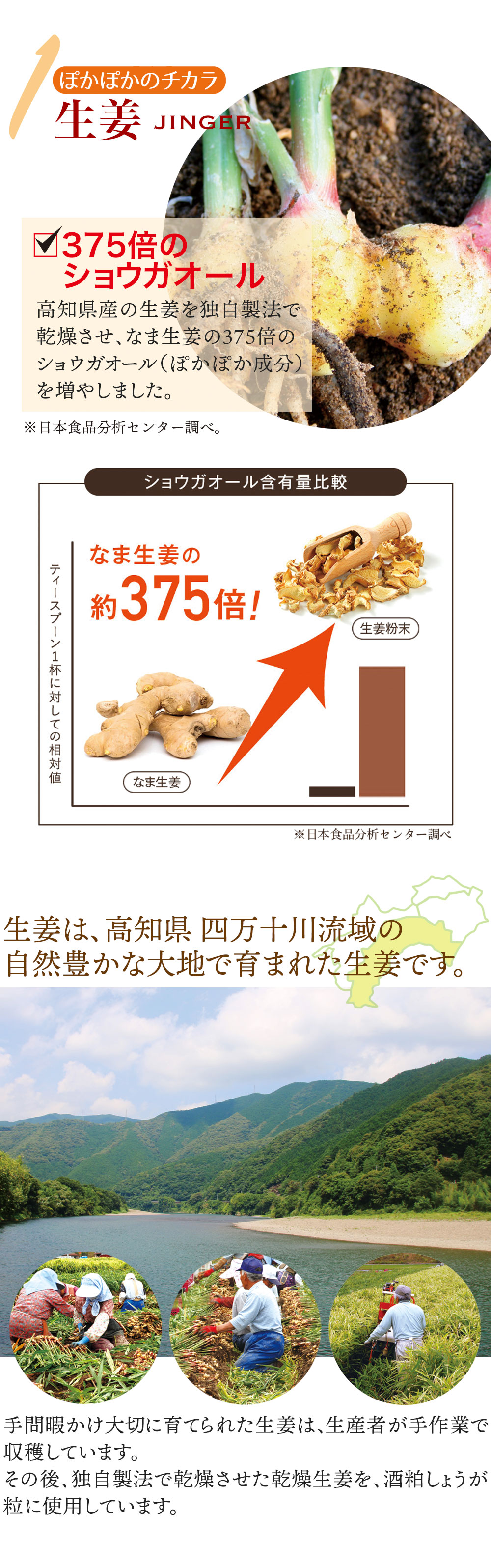 乾燥生姜は375倍のショウガオールを含有